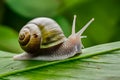 Small snail green, nature macro photography, wildlife closeup shot Royalty Free Stock Photo