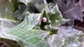 A small Snail On a Large Leaf With Sharp Edges