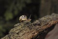 Small snail and his home