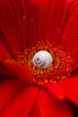 Small snail house on the red gerbera  flower Royalty Free Stock Photo