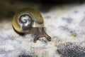 Small snail isolated on white and black background Royalty Free Stock Photo