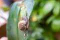 Small snail on leaf Royalty Free Stock Photo