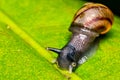 Small snail on leaf macro photo top view Royalty Free Stock Photo