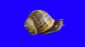 Isolated vectored snail