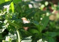 Snail in Garden Eating Plant Leaves.