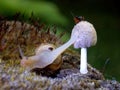 Snail on mushrooms Royalty Free Stock Photo