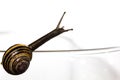 Small snail reaching out of shell. Royalty Free Stock Photo