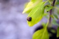 Small snail resting on a basil leaf after the rain Royalty Free Stock Photo