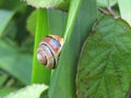 Snail resting on a leaf Royalty Free Stock Photo
