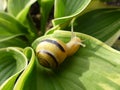 Small snail resting on leave Royalty Free Stock Photo