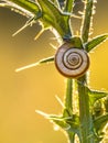 Small snail resting under setting sun Royalty Free Stock Photo