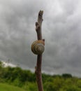 A snail on a walnut branch. Trochoidea pyramidata. Royalty Free Stock Photo