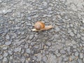 Small snail on rugged concrete