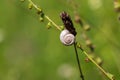 A small snail shell is on a blade of grass in a meadow Royalty Free Stock Photo