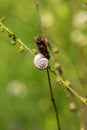 A small snail shell is on a blade of grass in a meadow Royalty Free Stock Photo