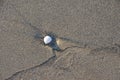 Small snail, shell on the coast with sea sand background part 2 Royalty Free Stock Photo