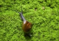small snail in a shell crawls on the green background Royalty Free Stock Photo