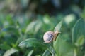 small snail in a shell crawls on the grass, a summer day in the garden. close up of small snail on plant leaf in garden Royalty Free Stock Photo