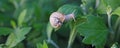 small snail in a shell crawls on the grass, a summer day in the garden. close up of small snail on plant leaf in garden Royalty Free Stock Photo