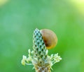 small snail in  a shell crawls on the plantago plant flower, a summer day in the garden Royalty Free Stock Photo