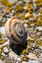 Small Colourful Snail Shell Drying in the Sun Royalty Free Stock Photo