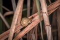 Small snail with snail shell on a reed with spider web on a lake or pond, Germany