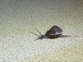 A small snail in a shell wandering along a wall at night Royalty Free Stock Photo
