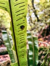 Small Snail Silhouette on Backlit Fern Leaf in Forest Royalty Free Stock Photo