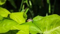 Small snail slowly walking on top of green leaves in nature
