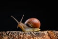 A small snail snail on a piece of wood. Slowly crawling snail with a house on the back