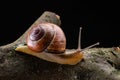 A small snail snail on a piece of wood. Slowly crawling snail with a house on the back