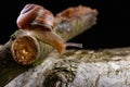 A small snail snail on a piece of wood. Slowly crawling snail with a house on the back