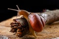 A small snail snail on a piece of wood. Slowly crawling snail with a house on the back