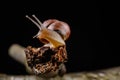 A small snail snail on a piece of wood. Slowly crawling snail with a house on the back