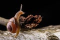 A small snail snail on a piece of wood. Slowly crawling snail with a house on the back