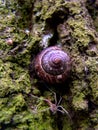 The snail and the spider hide in the folds of the bark.