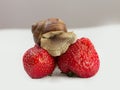 Small snail on strawberries