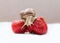 Small snail on strawberries