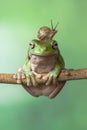 Small snail on top of dumpy Frog head Royalty Free Stock Photo