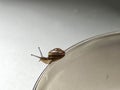 A small snail walking along the edge of a glass plate, close-up