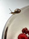 A small snail walking along the edge of a glass plate, close-up