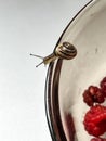 A small snail walking along the edge of a glass plate, close-up