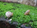 Small snail walking on the grass meet the friend