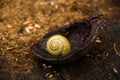 Small snail on wallnut peel on wood