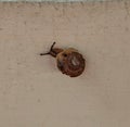 A small snail was crawling on the dirty white wall Royalty Free Stock Photo