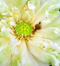 A small snail on a white lotus has a droplet of water throughout Royalty Free Stock Photo