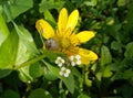 Small snail and yellow sun flower Royalty Free Stock Photo