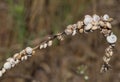 small snails clinging to the dried plant located near the beach Royalty Free Stock Photo
