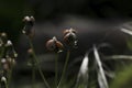 Small snails clinging to some herbs. Royalty Free Stock Photo