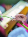 small snails crawling on small flower leaves